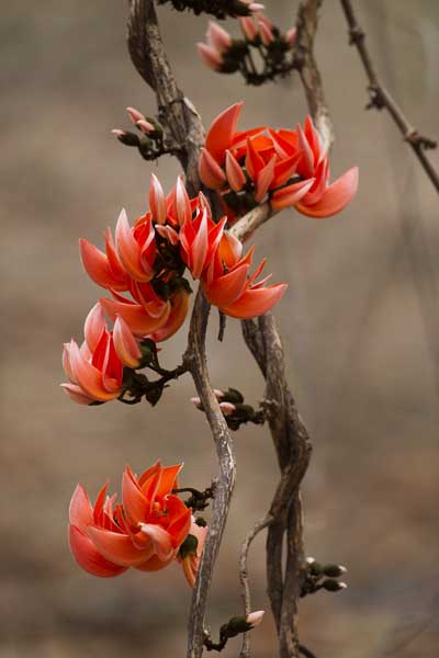 Butea superba – eFlora of India